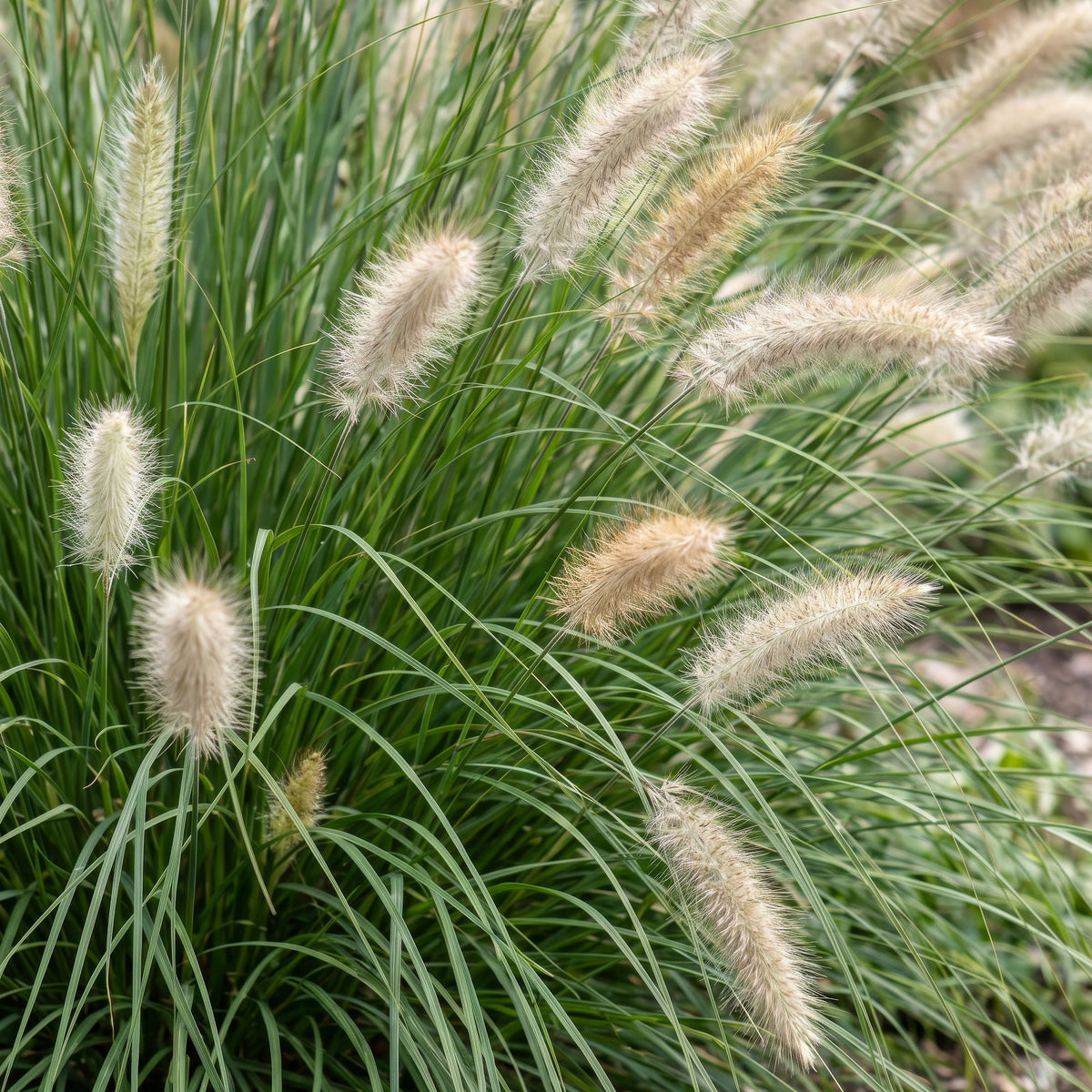 Gras - Pennisetum alop. Hameln - Lampenputzergras - Mit Plume - Grün - 24 Pflanzen - Topf 11cm - Höhe 15-25cm