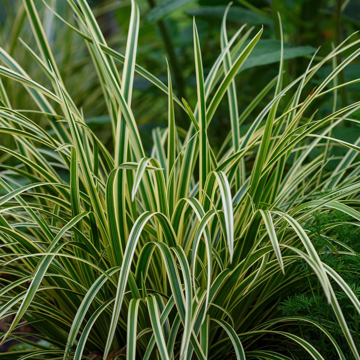 Ziergräser - Carex morrowii Ice Dance - Weiß & Grün - 1 Pflanze - Immergrün - Winterhart - Topf 17cm Höhe 50cm