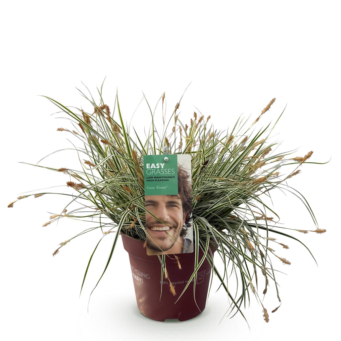 Ziergräser - Carex oshimensis Everest - Weiß und Grün - 1 Pflanze - Immergrün - Winterhart - Topf 17cm Höhe 50cm