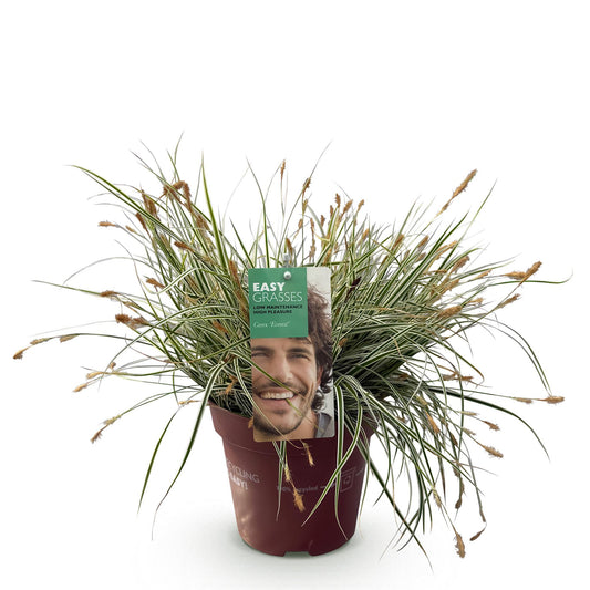Ziergräser - Carex oshimensis Everest - Weiß und Grün - 1 Pflanze - Immergrün - Winterhart - Topf 17cm Höhe 50cm