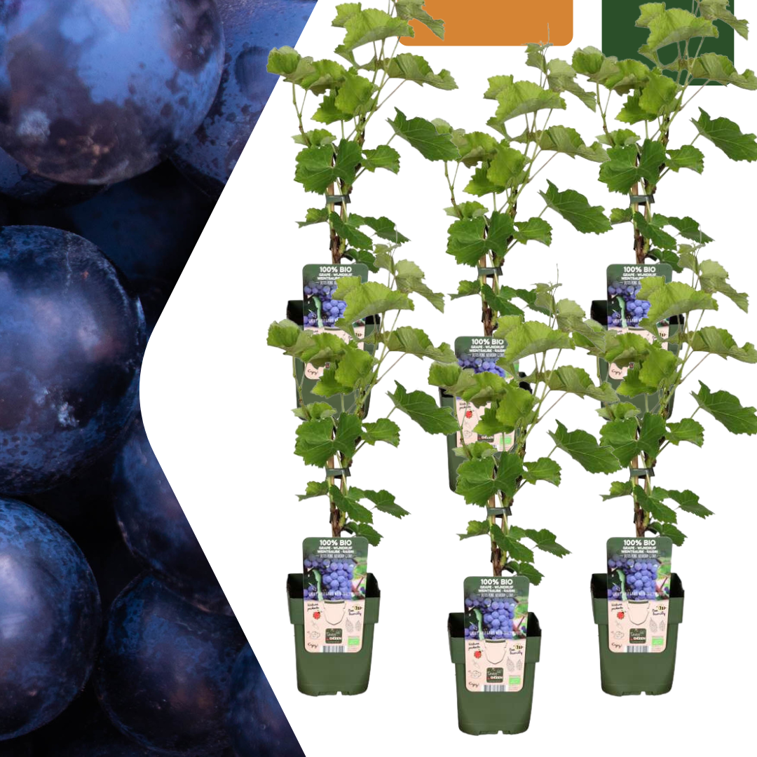 6 x Bio-Weinreben – Ø 13 cm – ↨ 20 cm