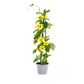 Thunbergia alata Sunny Susy Yellow Ø13 cm - ↕60 cm, 4 Stck.