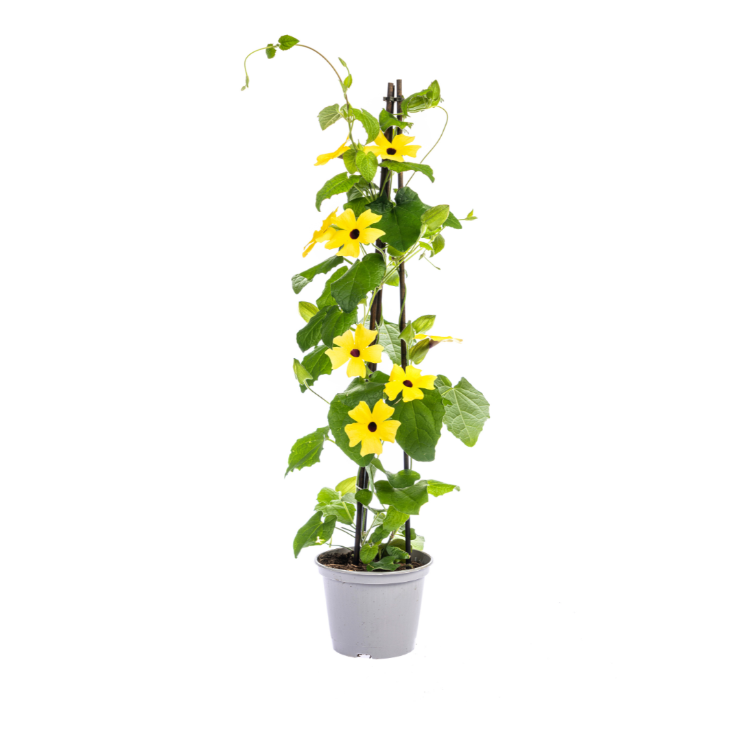 Thunbergia alata Sunny Susy Yellow Ø13 cm - ↕60 cm, 4 Stck.