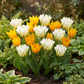 30x Tulipa Sunbath - Sunbath tulip - Yellow and White - Spring bloomer