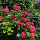 Hydrangea macrophylla Rot - Hortensie - Winterhart - Rot - 1 Pflanze - Topf 12cm - Höhe 20-30cm