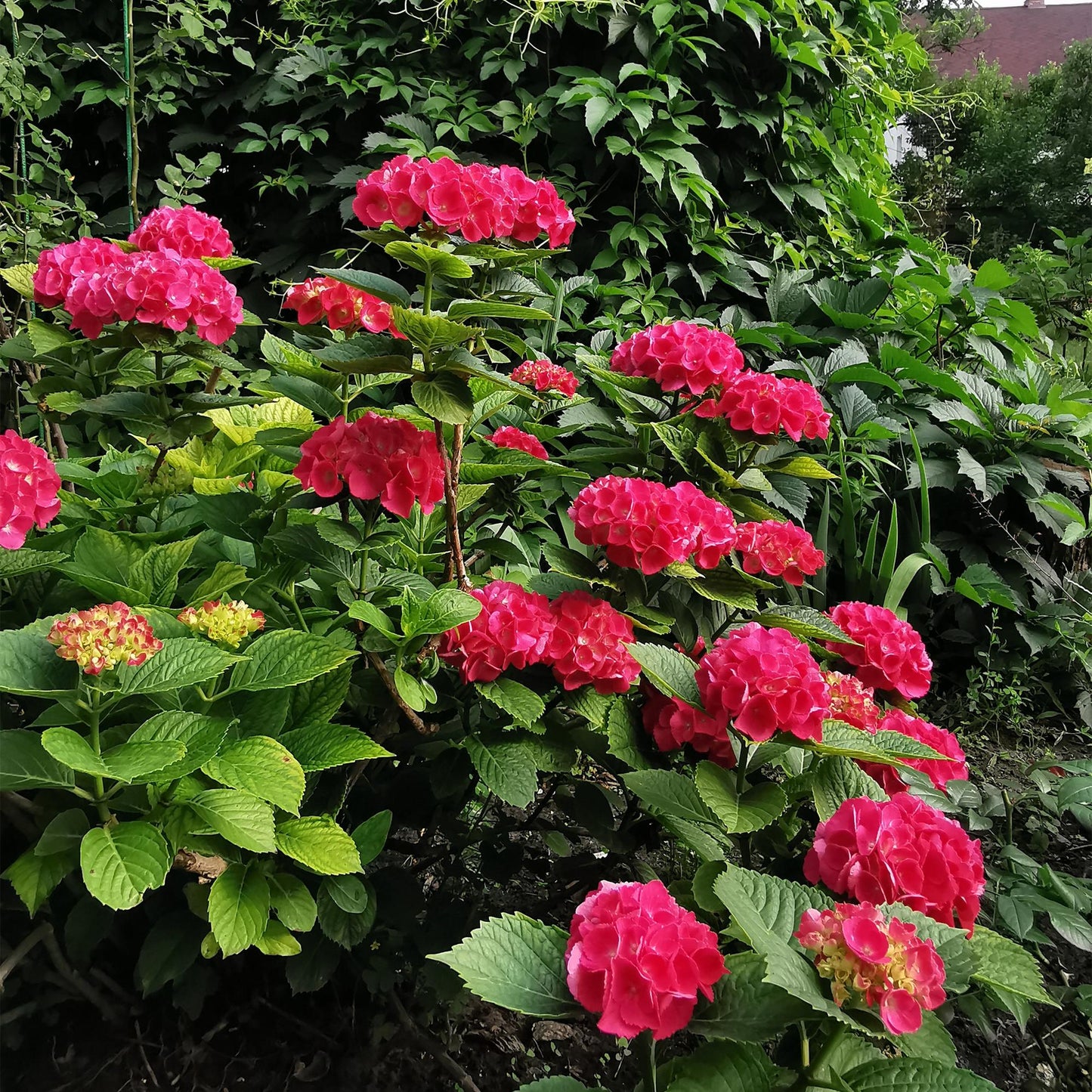 Hydrangea macrophylla Rot - Hortensie - Winterhart - Rot - 1 Pflanze - Topf 12cm - Höhe 20-30cm