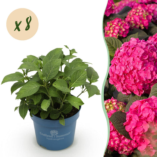 Hydrangea Endles Summer Summer Love Red - Hortensie - Winterhart - Rot - 8 Pflanzen - Topf 14cm - Höhe 20-25cm