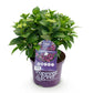 Hortensie - Hydrangea Forever & Ever - Lila - 7-12 Blumen - Topf 23cm Höhe 55cm