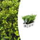 Ilex crenata 'Jenny' -  1x 6 pack  -   Ø7 cm - ↕15 cm