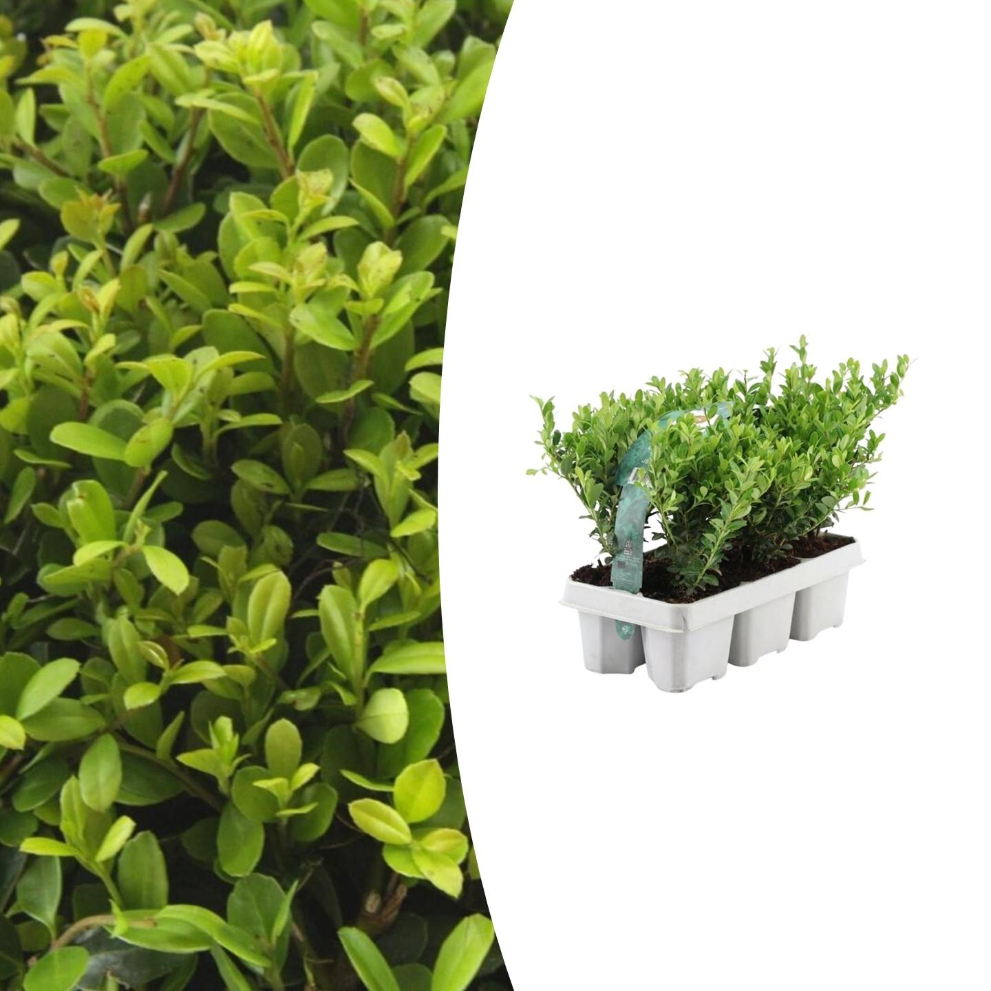 Ilex crenata 'Jenny' -  1x 6 pack  -   Ø7 cm - ↕15 cm