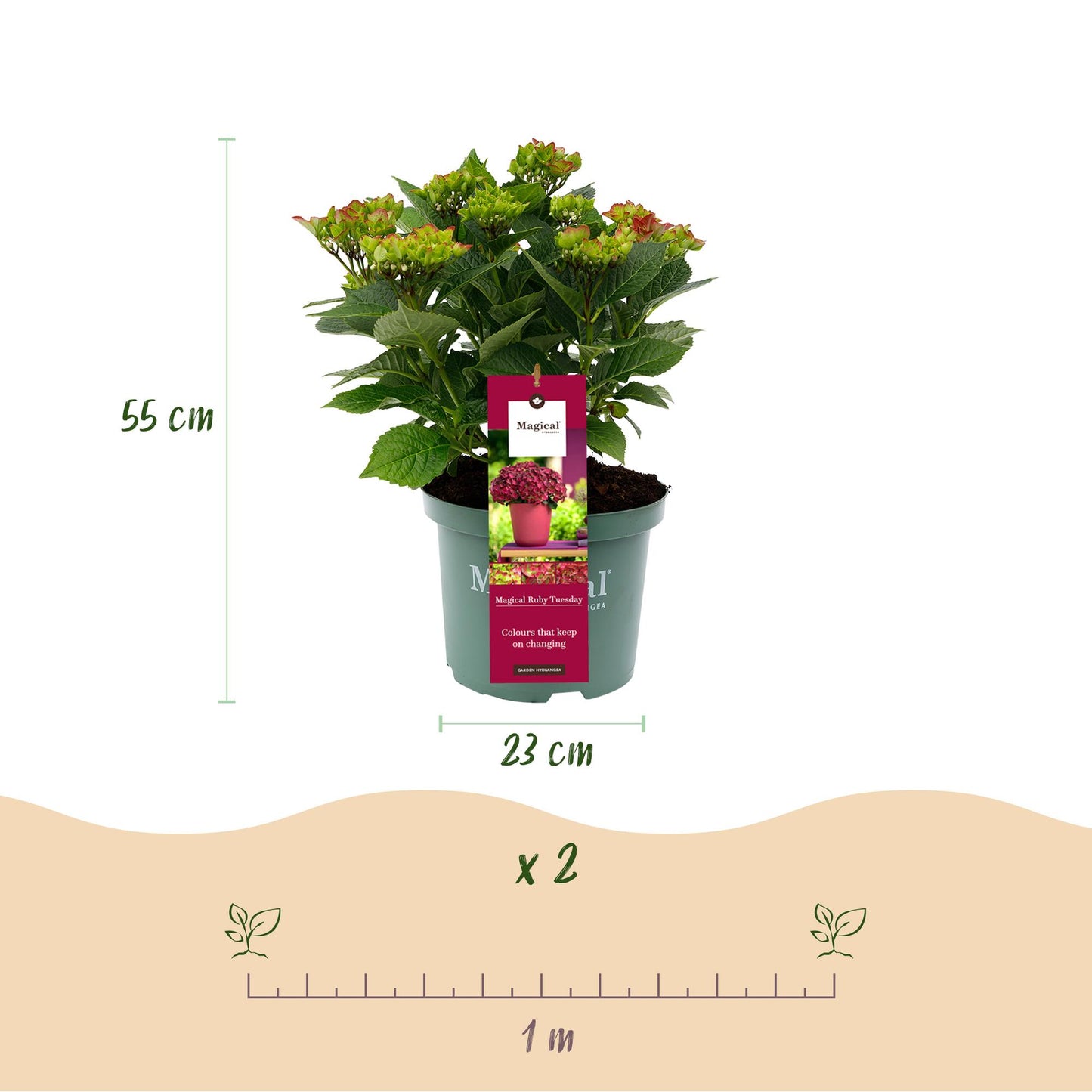Hortensie - Hydrangea Magical Teusday & Saphire - Rot - 6-10 Blumen - 2 Pflanzen - Topf 23cm Höhe 55cm