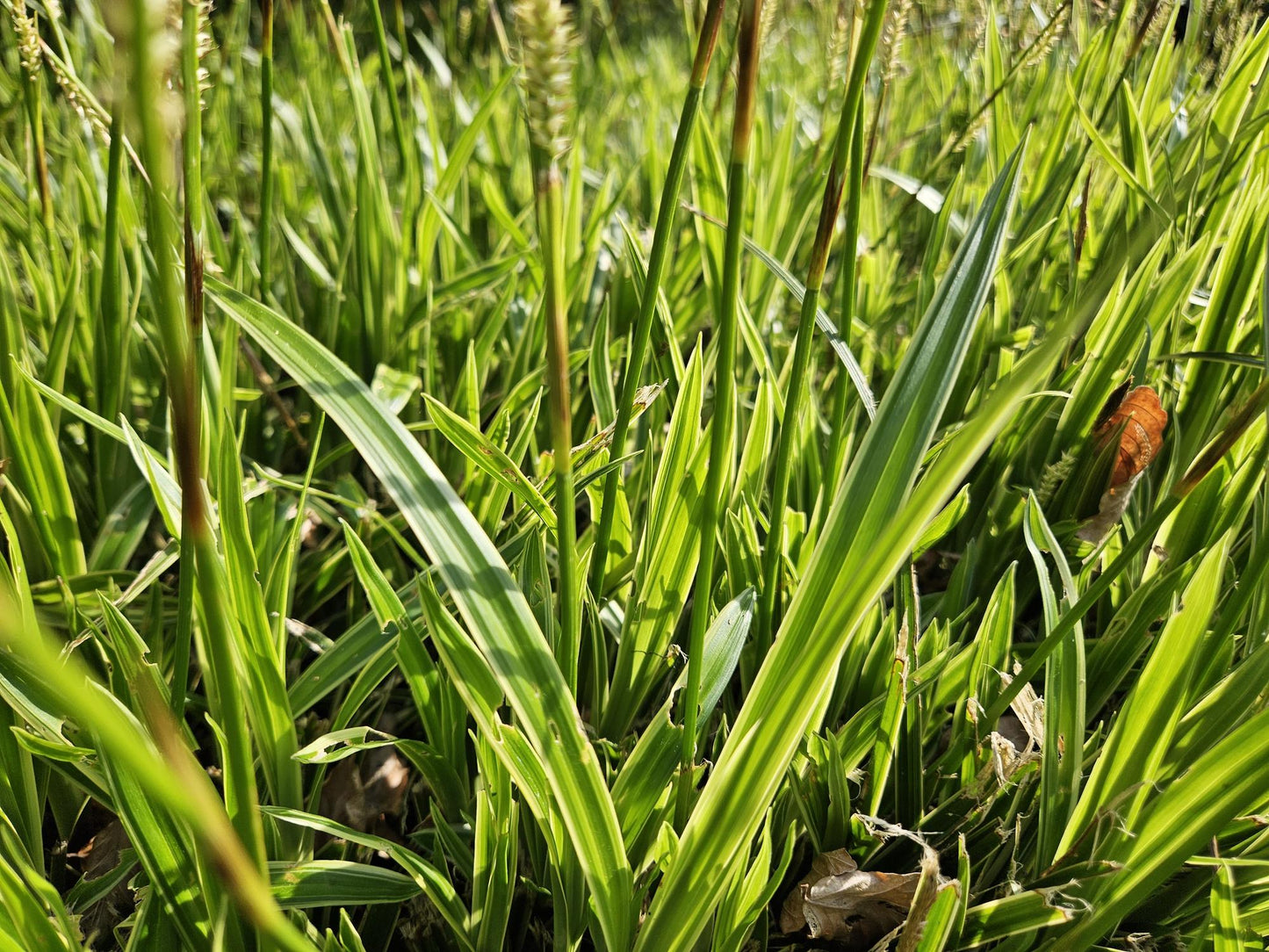 24x Carex morrowii 'Aureovariegata'  - ↕10-25cm - Ø9cm