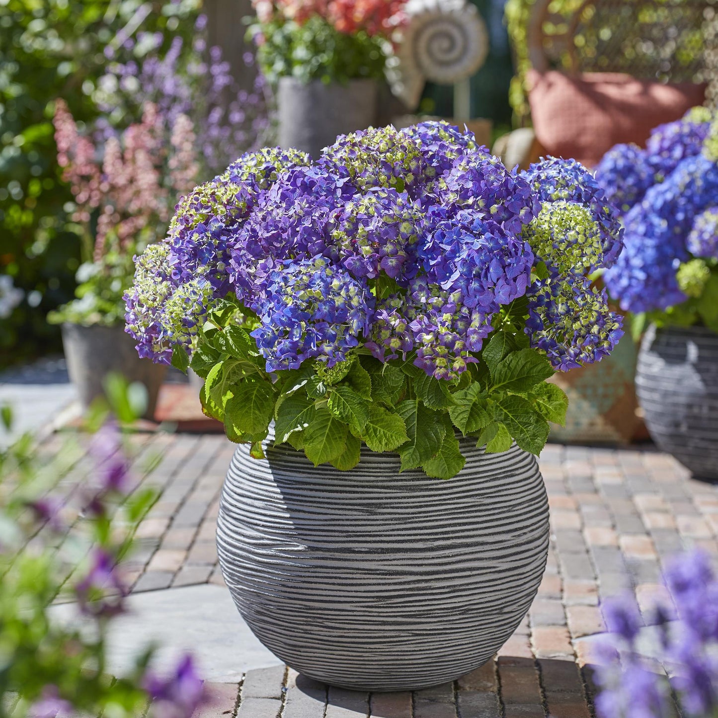 Hydrangea Endless Summer Summer Love Purple - Hortensie - Winterhart - Lila - 1 Pflanze - Topf 14cm - Höhe 20-25cm