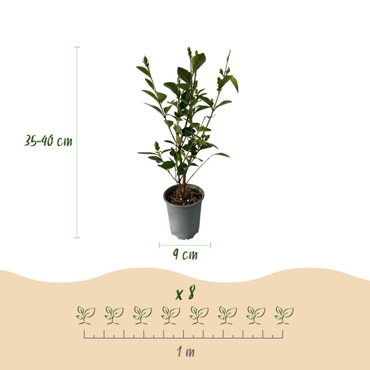 Heckenpflanzen - Ligustrum ovalifolium - Blatt grün - 8 Pflanzen - 1 laufender Meter - immergrün - Topf 9cm Höhe 35-40cm