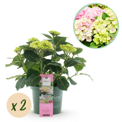 Hortensie - Hydrangea Magical Jewel Pink - Rosa - 6-10 Blüten - 2 Pflanzen - Topf 23cm Höhe 55cm