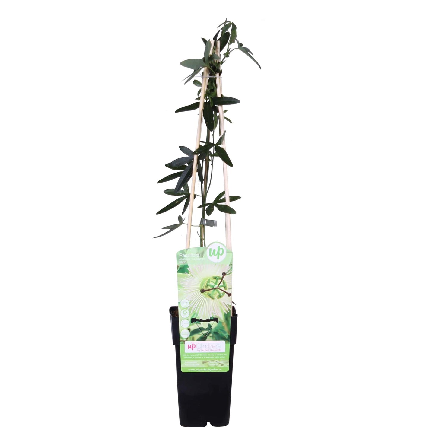 Passiflora weiß caerulea 'Constance Elliot' - Ø15cm - ↕65cm