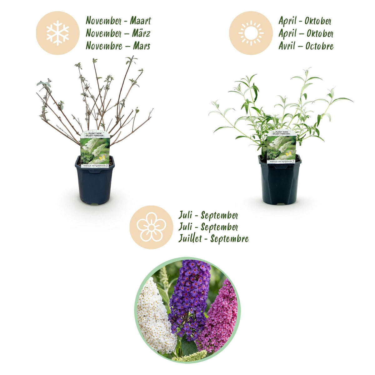 Schmetterlingsstrauch - Buddleja davidii Tricolour - Hardy - Blue - Pink - White - 3 Plants - Pot 17cm - Height 45cm