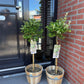 Stamm-Pflanze - Euonymus fortunei Harlequin - Terrassenpflanze - Immergrün - Winterhart - Grün-Weiße Blätter - Topf 19cm Höhe 90cm