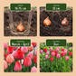 40x Tulipa Pink - Red - Rosa-rote Tulpe - Rosa und Rot - Frühlingsblüher - Zwiebelgröße 10/12