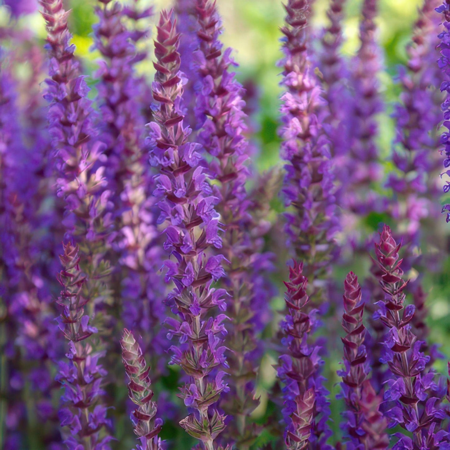 Steppen Salbei - 24x Salvia nem. 'Ostfriesland' - ↕10-25cm - Ø9cm