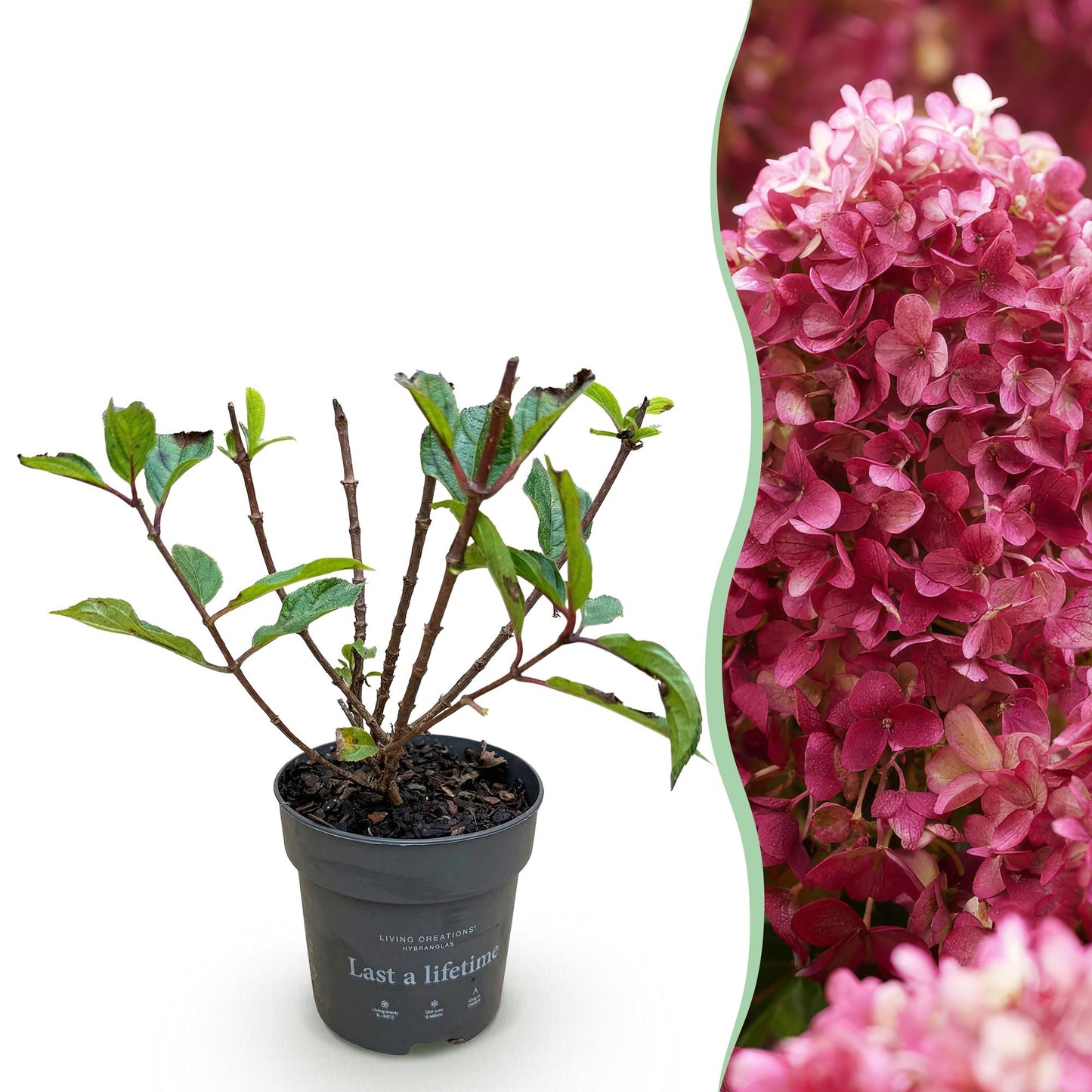 Hydrangea panniculata Living Little Rosy - Rispenhortensie - Winterhart - Rosa - 1 Pflanze - Topf 12cm - Höhe 20-30cm