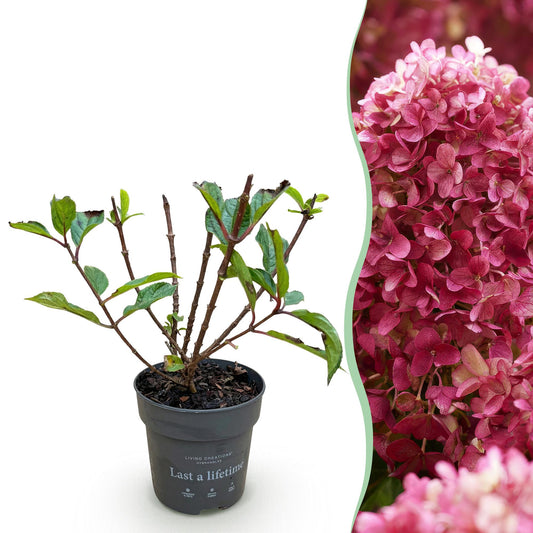 Hydrangea panniculata Living Little Rosy - Rispenhortensie - Winterhart - Rosa - 1 Pflanze - Topf 12cm - Höhe 20-30cm