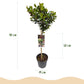 Ilex meserveae Blue Maid - Stamm-Pflanze  -  Terrassenpflanze - Immergrün - Winterhart - Rote Beeren - Topf 19cm Höhe 90cm