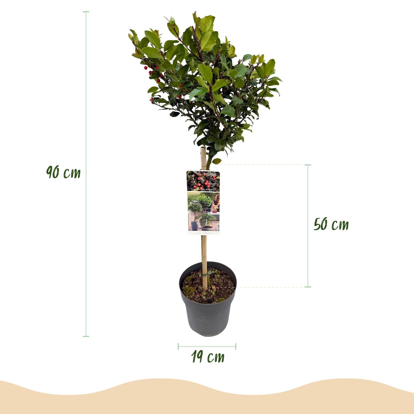 Ilex meserveae Blue Maid - Stamm-Pflanze  -  Terrassenpflanze - Immergrün - Winterhart - Rote Beeren - Topf 19cm Höhe 90cm