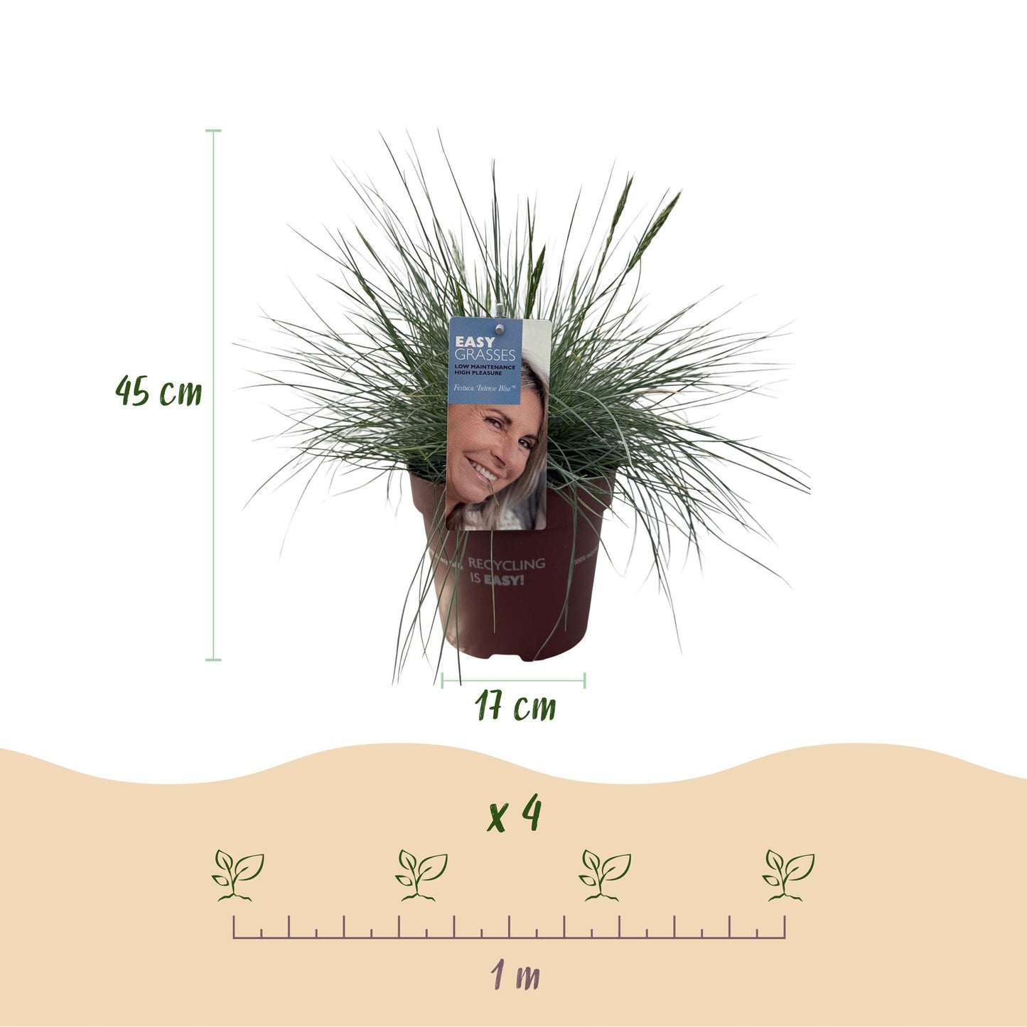 Ziergräser - Festuca glauca Intense Blue - Blau - 1 Pflanze - Immergrün - Winterhart - Topf 17cm Höhe 50cm