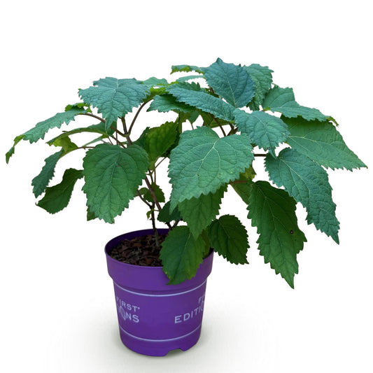 Hydrangea arborescens FlowerWOW - Hortensie - Winterhart - Weiß - 1 Pflanze - Topf 14cm - Höhe 20-30cm