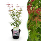 Japanischer Ahorn - Acer palmatum Phoenix - Rosa - 1 Pflanze - Laubabwerfend - Topf 19cm Höhe 70cm