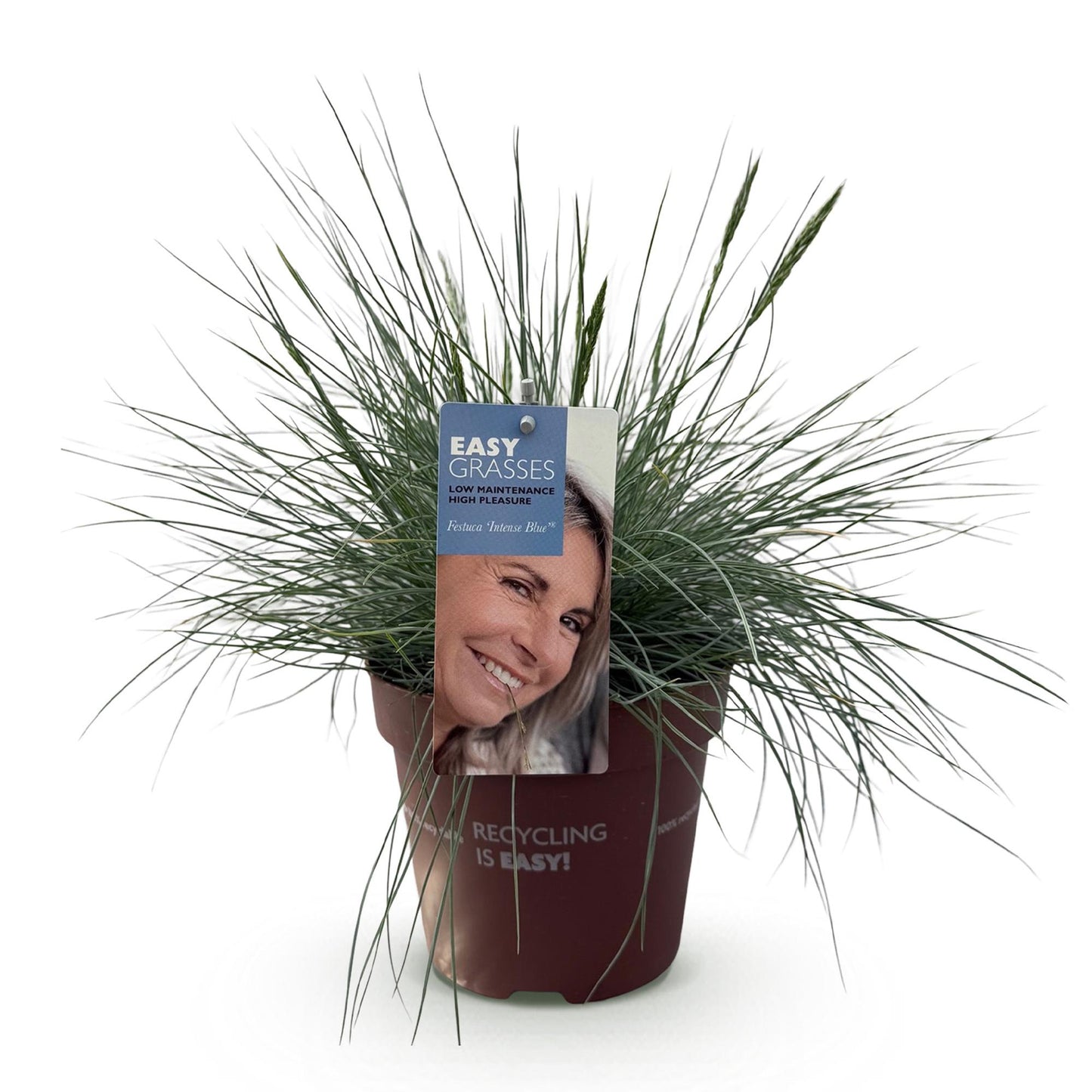 Ziergräser - Festuca glauca Intense Blue - Blau - 1 Pflanze - Immergrün - Winterhart - Topf 17cm Höhe 50cm