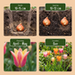 48x Tulipa Ballade mix - Ballade mix tulip - Miscellaneous - Spring bloomer