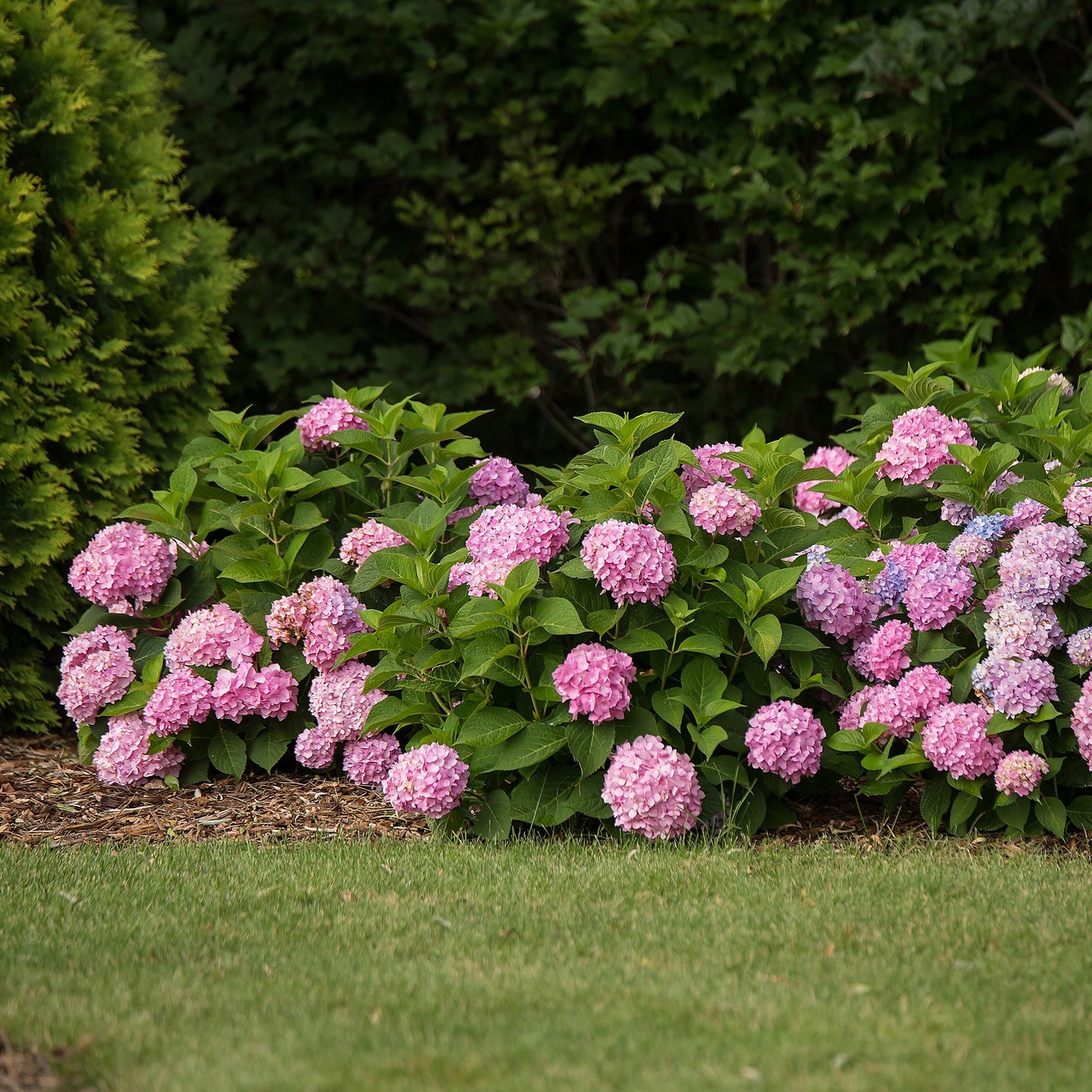 Hydrangea Endles Summer The Original Pink - Hortensie - Winterhart - Rosa - 8 Pflanzen - Topf 14cm - Höhe 20-25cm