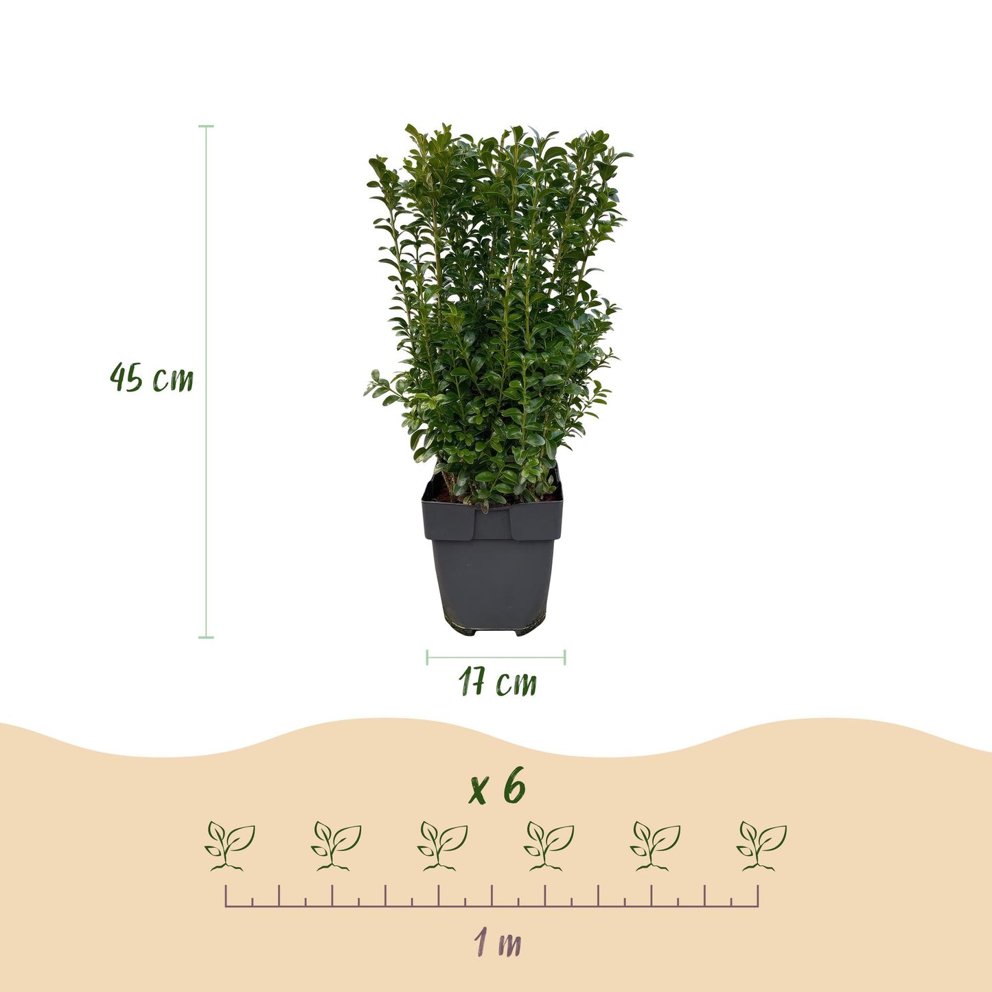 Heckenpflanzen - Buxus sempervirens - Blatt grün - 6 Pflanzen - 1 laufender Meter - immergrün - Topf 17cm Höhe 45cm
