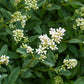 Heckenpflanzen - Ligustrum ovalifolium - Blatt grün - 8 Pflanzen - 1 laufender Meter - immergrün - Topf 9cm Höhe 35-40cm