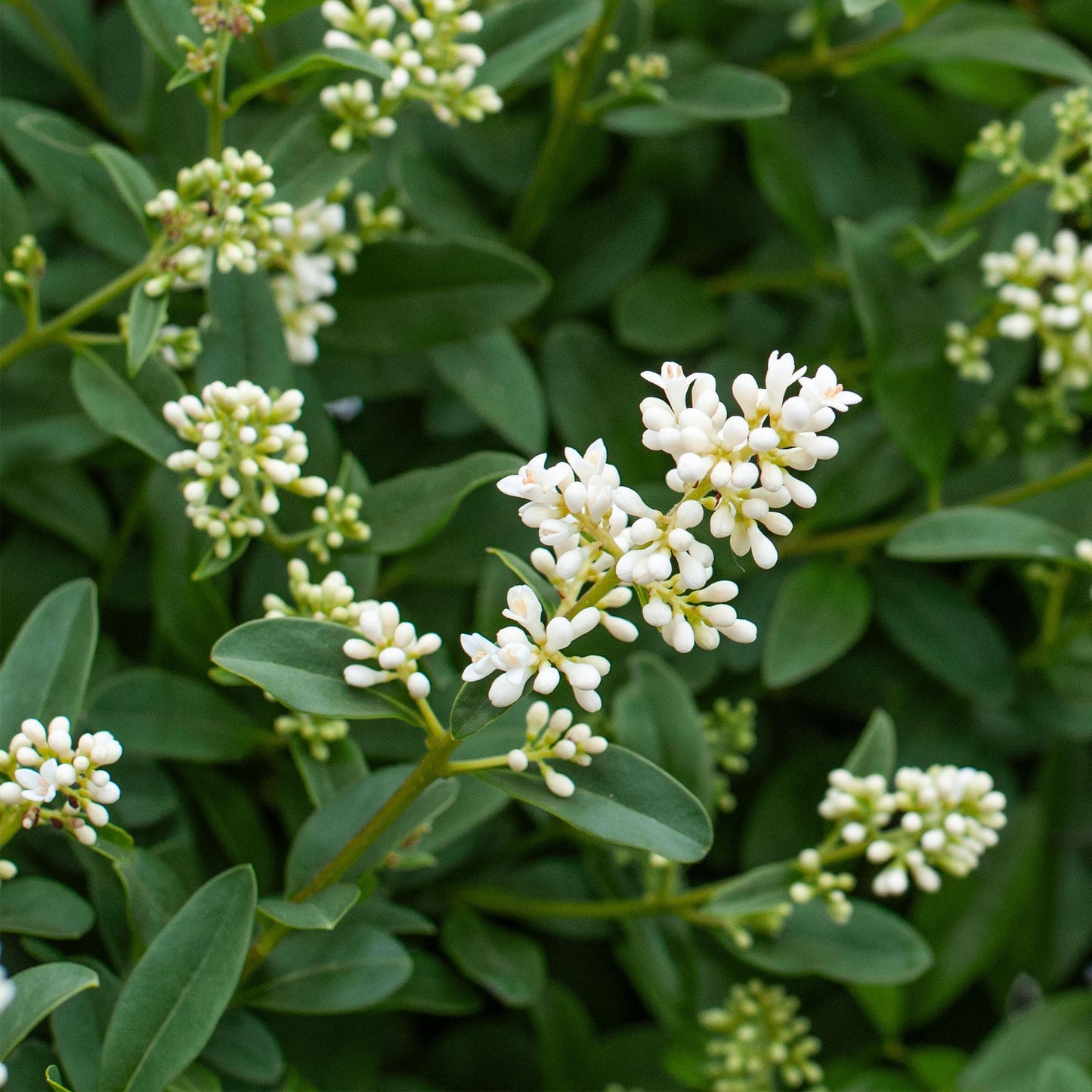 Heckenpflanzen - Ligustrum ovalifolium - Blatt grün - 8 Pflanzen - 1 laufender Meter - immergrün - Topf 9cm Höhe 35-40cm