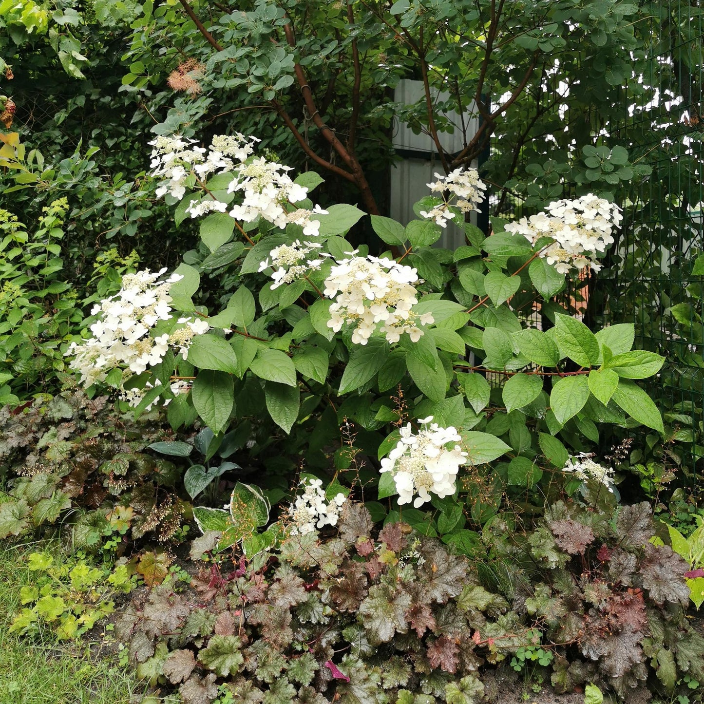 Rispenhortensie - Hydrangea panniculata Wims Red - Blüte Weiß Rot - 3 Pflanzen - 1 m2 - Laubabwerfend - Große Blüten - Topf 17cm Höhe 50cm