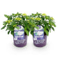 Hortensie - Hydrangea Forever & Ever - Weiß - 7-12 Blumen - 2 Pflanzen - Topf 23cm Höhe 55cm