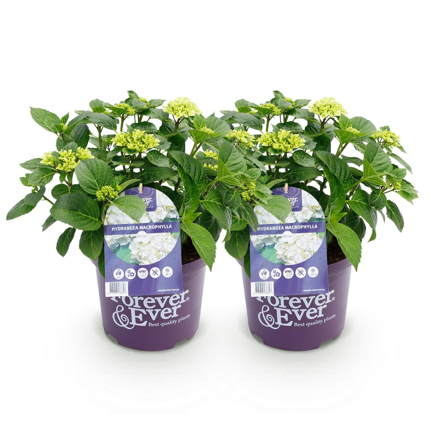 Hortensie - Hydrangea Forever & Ever - Weiß - 7-12 Blumen - 2 Pflanzen - Topf 23cm Höhe 55cm