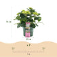 Hortensie - Hydrangea Magical Jewel Pink - Rosa - 6-10 Blumen - Topf 23cm Höhe 55cm