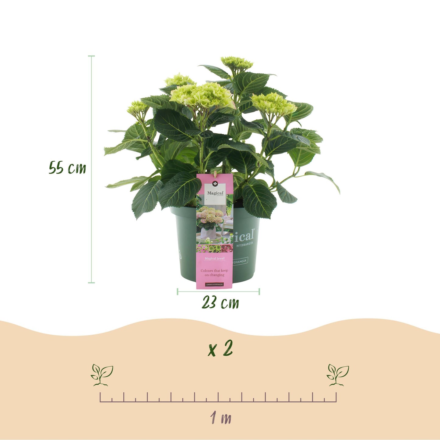 Hortensie - Hydrangea Magical Jewel Pink - Rosa - 6-10 Blumen - Topf 23cm Höhe 55cm