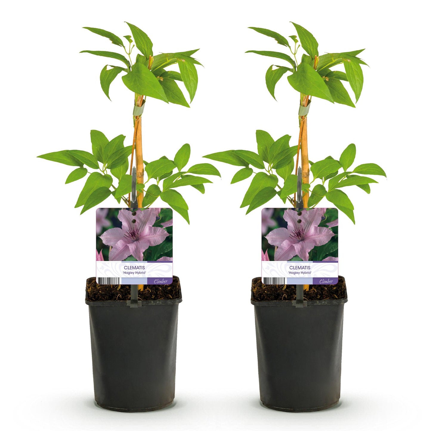 Kletterpflanze - Clematis Hagley Hybrid - Blüte Rosa - Wenig Pflege - 2 Pflanzen - Topf 11cm Höhe 40cm
