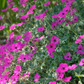 48x Geranium sang. 'Max Frei' - ↕10-25cm - Ø9cm