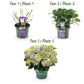 Hortensie - Hydrangea Magical Jewel Blue - Blau - 6-10 Blumen - 2 Pflanzen - Topf 23cm Höhe 55cm