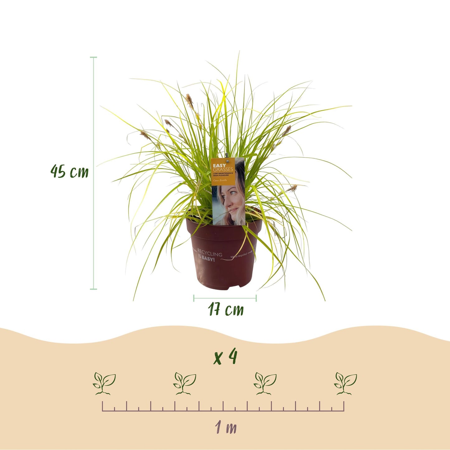 Ziergräser - Carex oshimensis Everillo - Gelb - 1 Pflanze - Immergrün - Winterhart - Topf 17cm Höhe 50cm