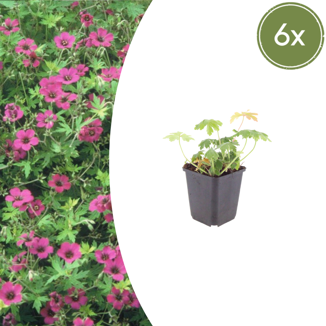 6x Geranium macr. 'Bevan's Variety' - ↕10-25cm - Ø9cm