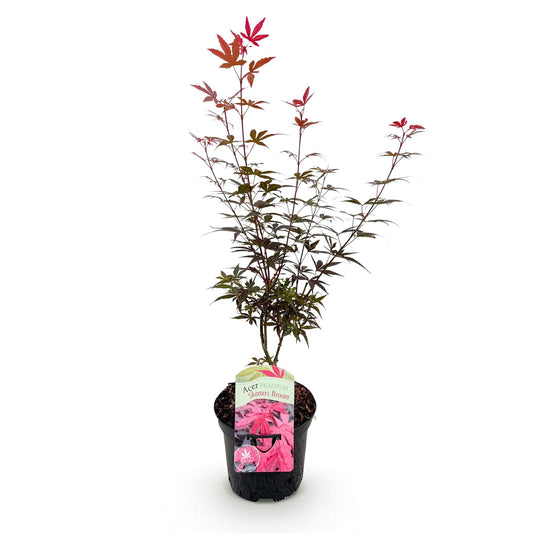 Japanischer Ahorn - Acer palmatum Skeeters Broom - Lila - 1 Pflanze - Laubabwerfend - Topf 19cm Höhe 70cm