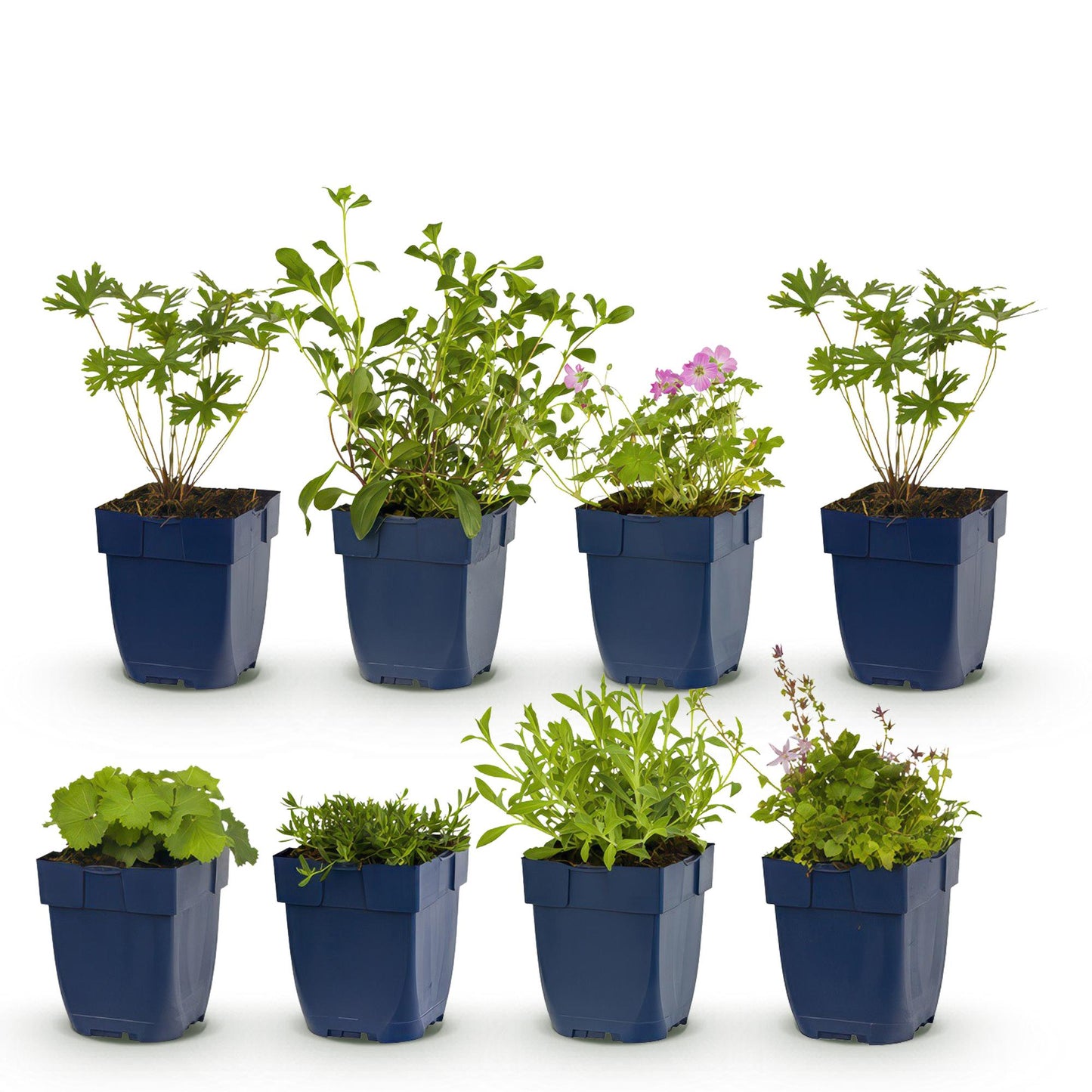 Stauden paket - Bodendecker - 8 Stauden - Für 1 m2 - Verschiedene Farben - Wenig Pflege - Topf 11cm