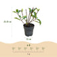 Hydrangea panniculata Living Little Rosy - Bauernhortensie - Winterhart - Rosa - 3 Pflanzen - Topf 12cm - Höhe 20-30cm